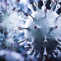 Virus